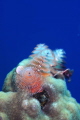   prototype RTR Cuttlefish ringflash 105mm DX D90 body  